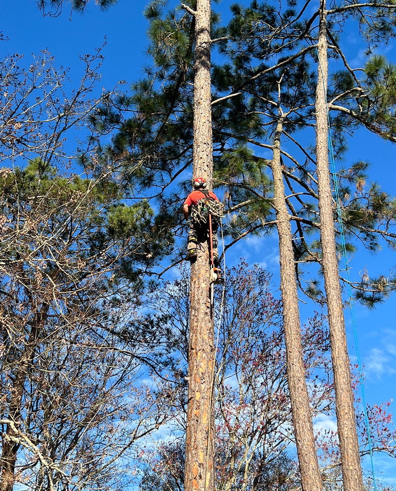 Tree Surgeons Middleburg FL